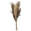 Atmosphera Bouquet Pampa Origines H.58Cm- Fleurs Et Plantes