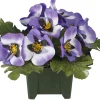 maxibazar Columbarium Pot Pensees- Fleurs Et Plantes En Pot