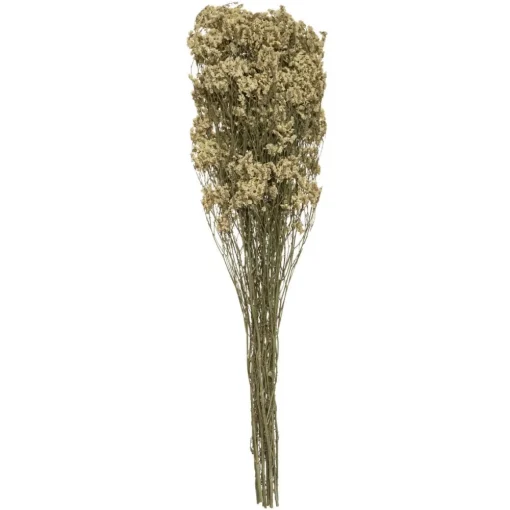 Atmosphera Graminee H.57Cm- Fleurs Et Plantes