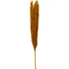 Atmosphera Pampa Naturel Ocre X3 Pieces H.110Cm- Tiges