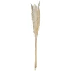 Atmosphera Pampa Naturel X6 Pieces H.65Cm- Fleurs Et Plantes