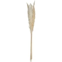 Atmosphera Pampa Naturel X6 Pieces H.65Cm- Fleurs Et Plantes