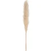 Atmosphera Pampa Naturel X3 Pieces H.110Cm- Fleurs Et Plantes