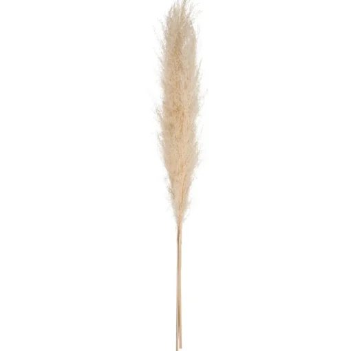 Atmosphera Pampa Naturel X3 Pieces H.110Cm- Fleurs Et Plantes