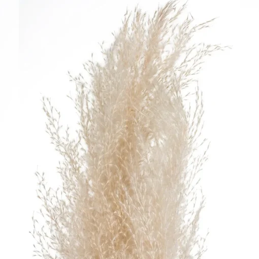 Atmosphera Pampa Naturel X3 Pieces H.110Cm- Fleurs Et Plantes