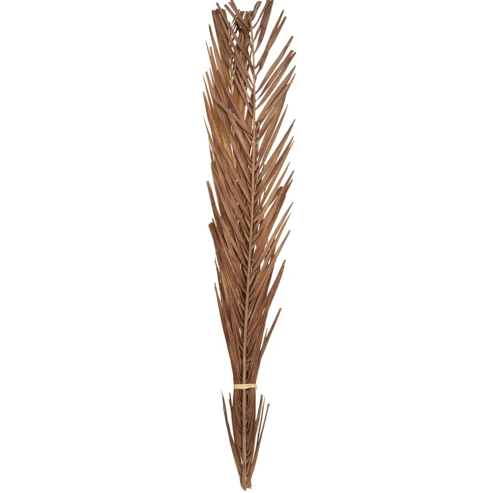 maxibazar Seche Naturel H.100Cm- Tiges