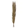 maxibazar Tiges Cycas Palm X3 Pieces Origines H.100Cm- Fleurs Et Plantes