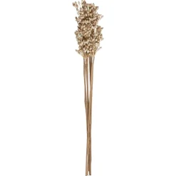 Atmosphera Tiges Sechees Naturel Ocre- Fleurs Et Plantes