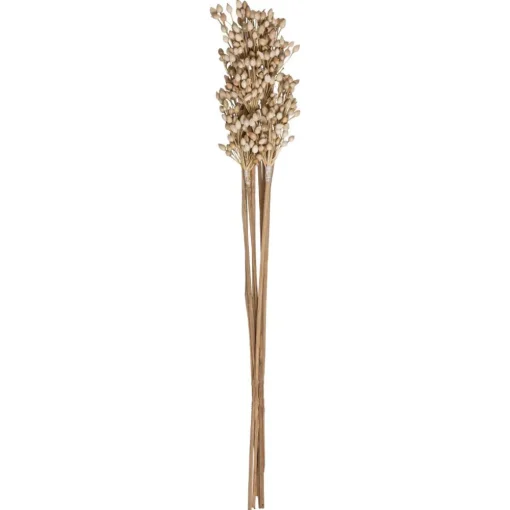 Atmosphera Tiges Sechees Naturel Ocre- Fleurs Et Plantes