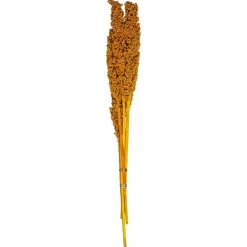 Atmosphera Tiges Sechees Naturel Ocre- Fleurs Et Plantes