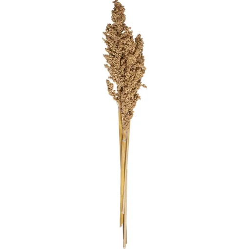 Atmosphera Tiges Sechees Naturel Ocre- Fleurs Et Plantes